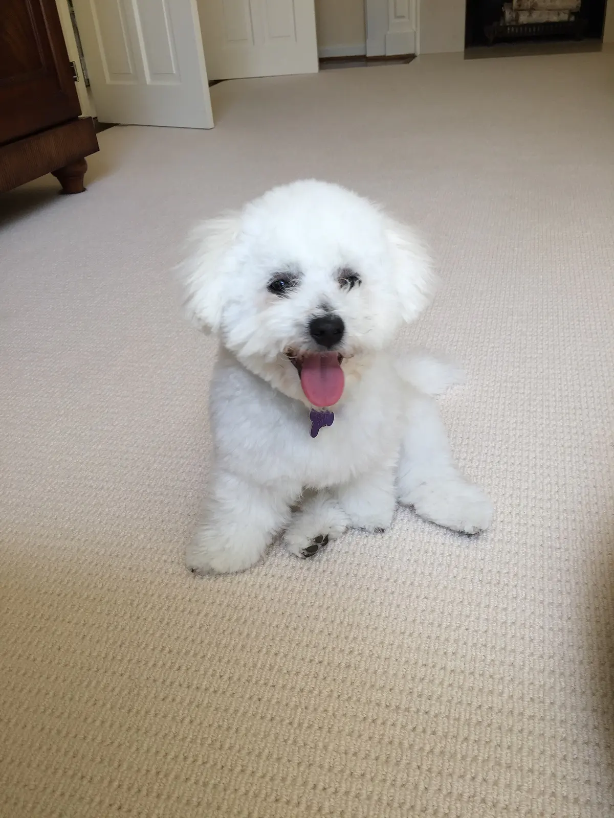Bichon Frisé
