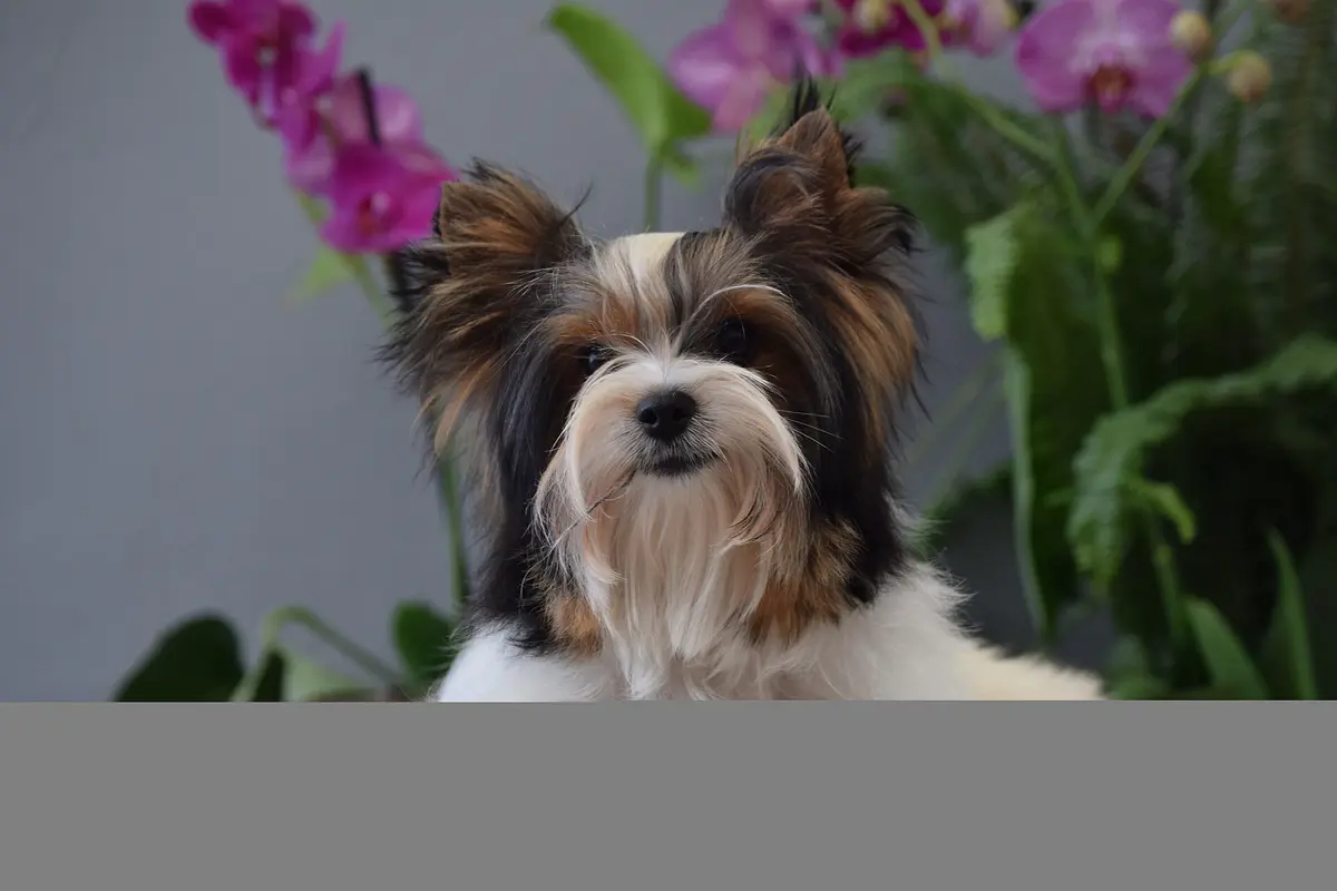 Biewer Terrier