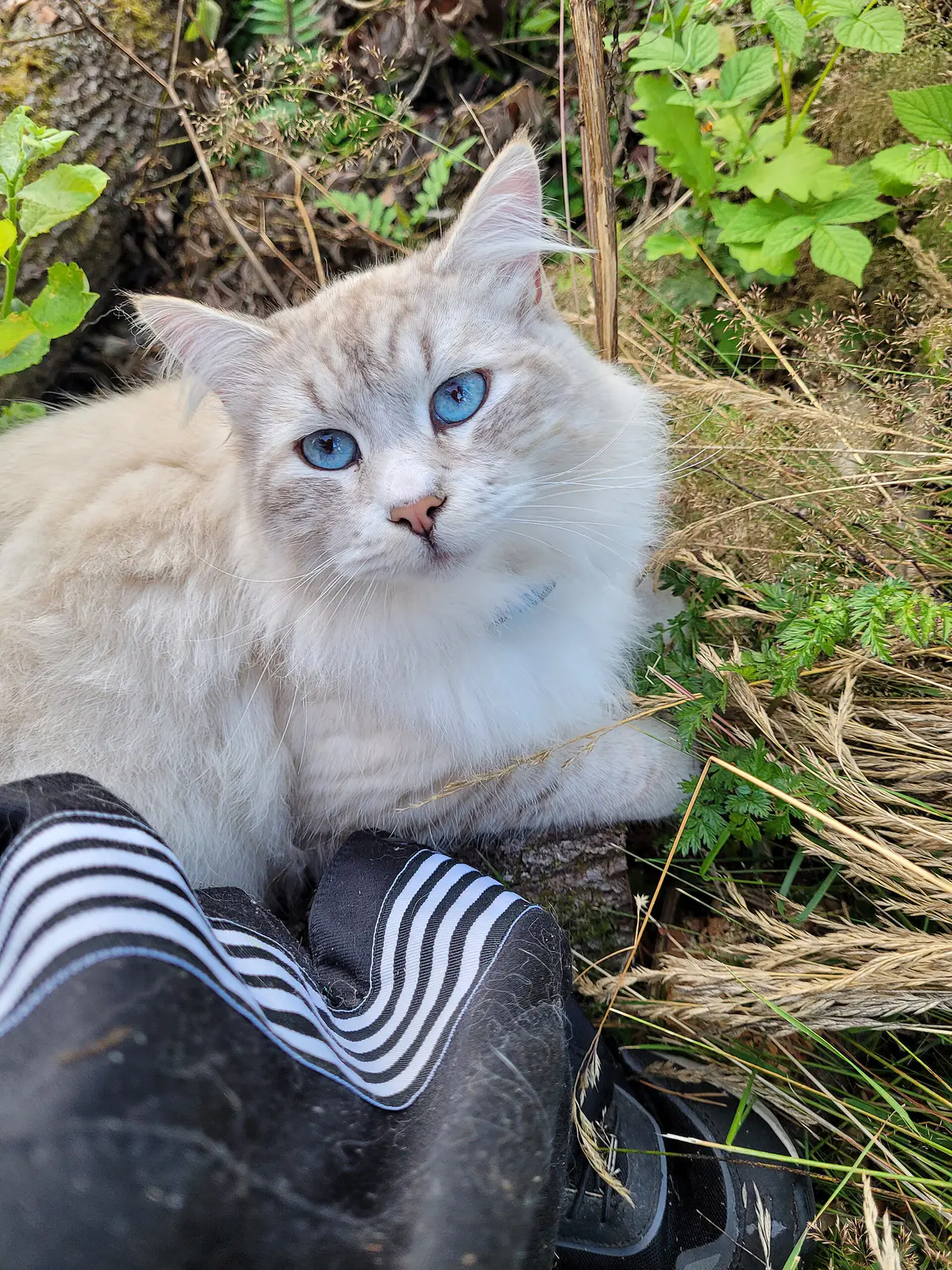Birman cat