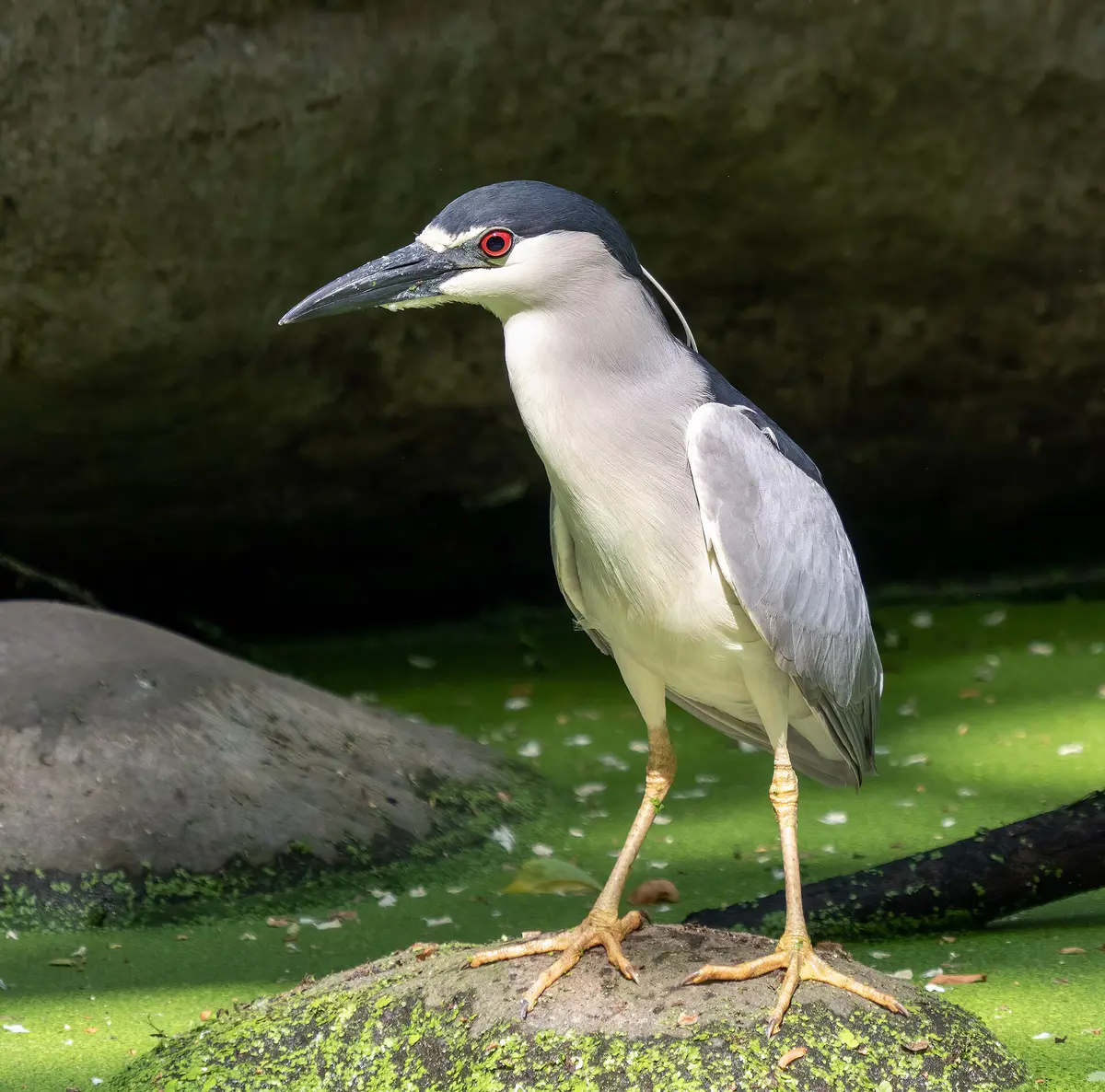 Black-crowned Night Heron