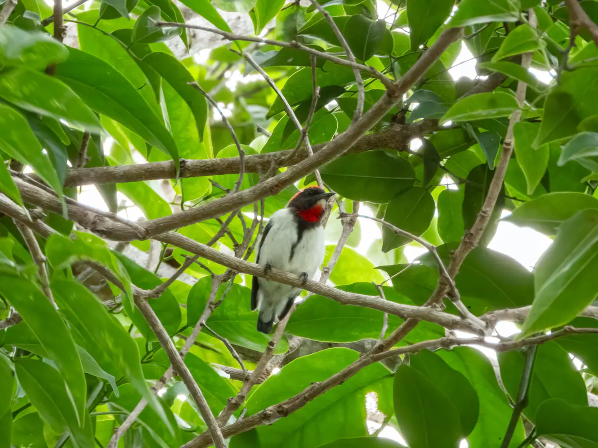 Black-fronted Flowerpecker
