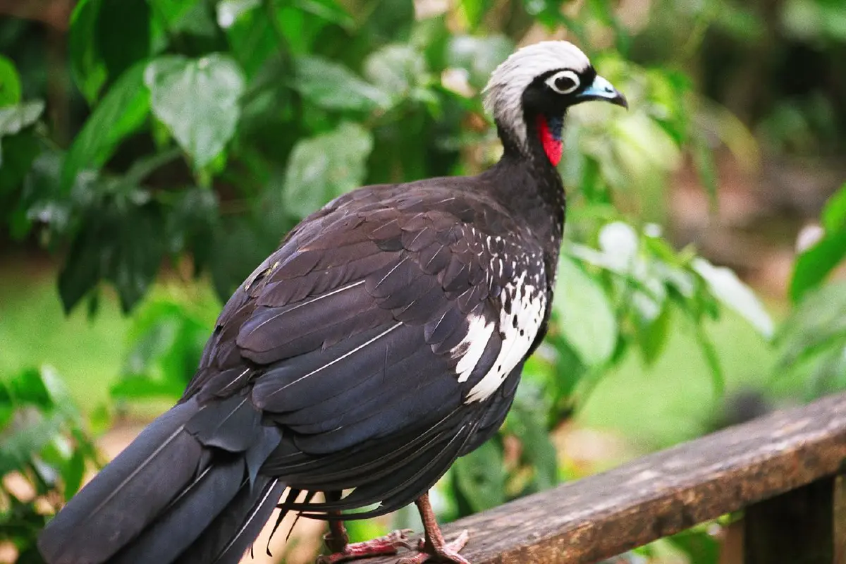 Black-fronted Piping Guan