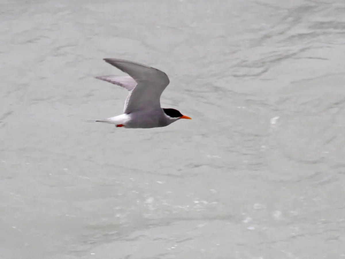 Black-fronted Tern