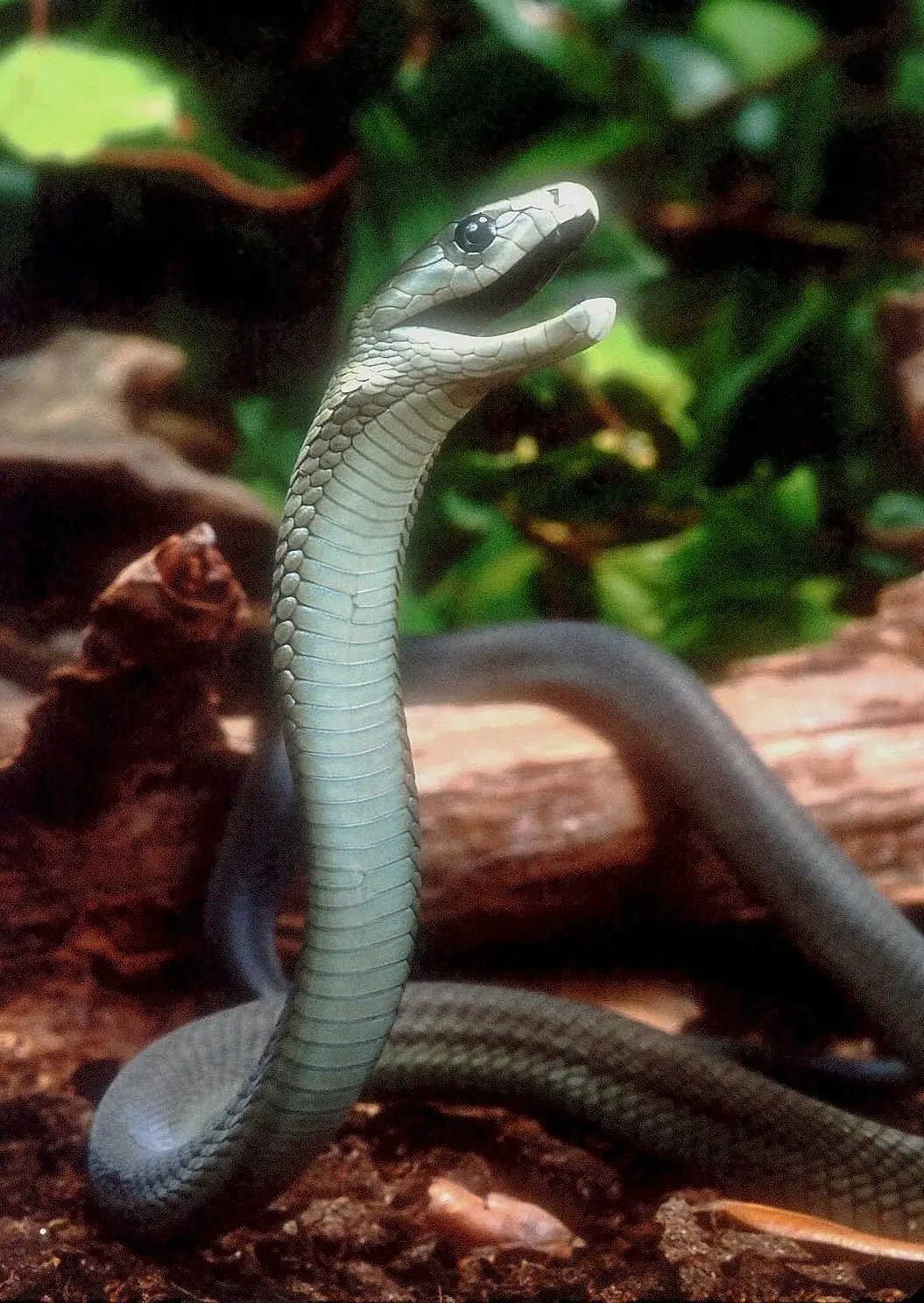 Black mamba