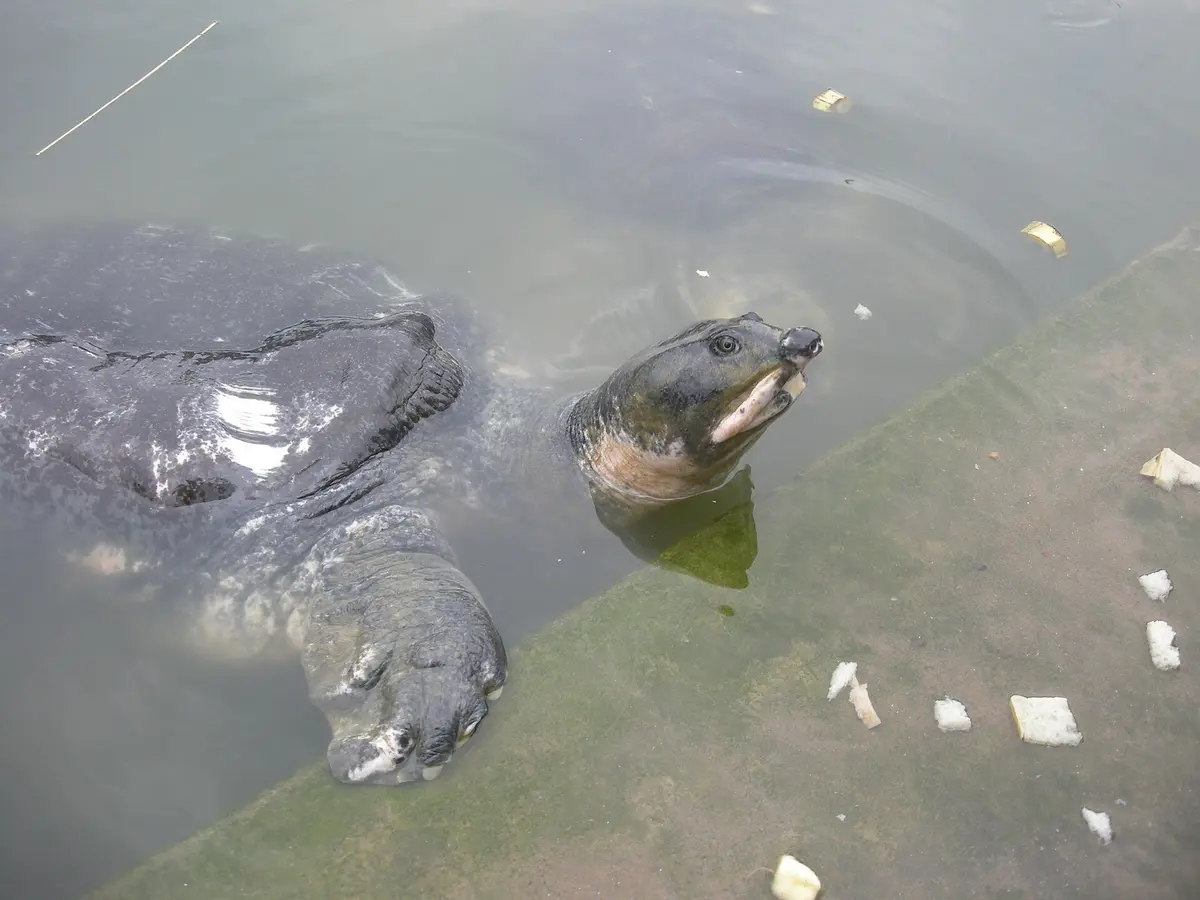 Black softshell turtle