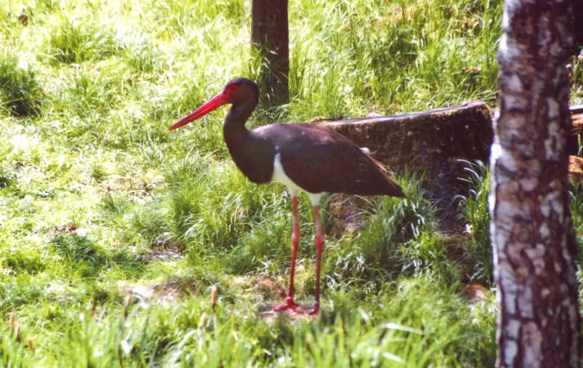 Black Stork