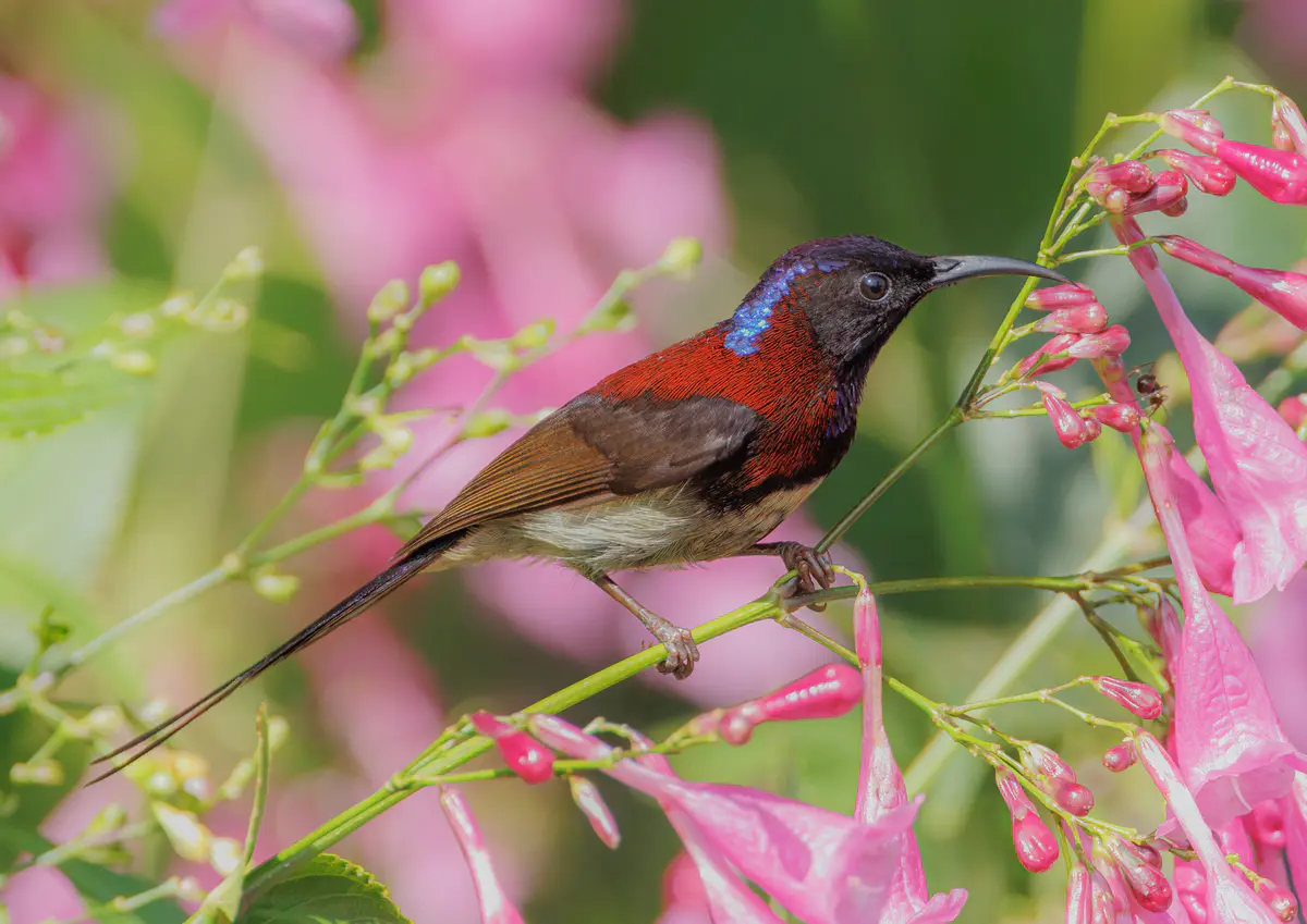 Black-throated Sunbird