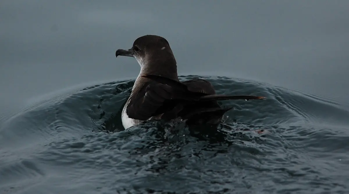 Black-vented Shearwater