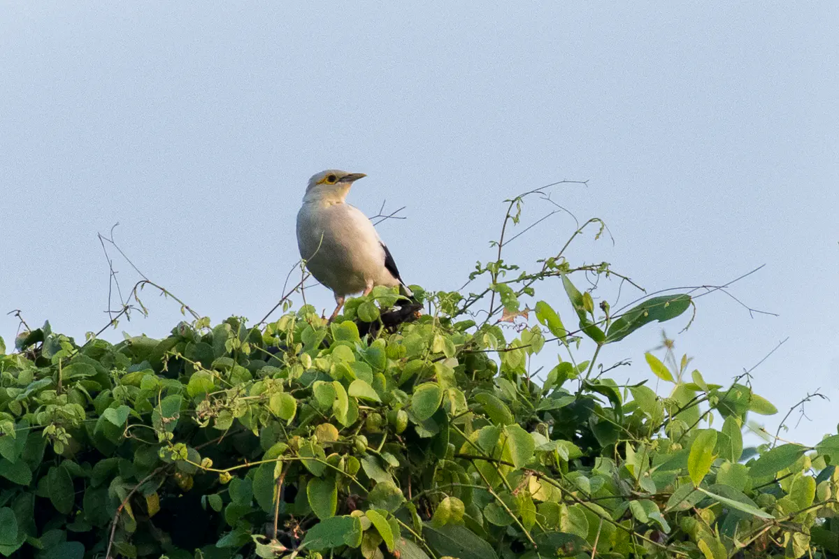 Black-winged Starling