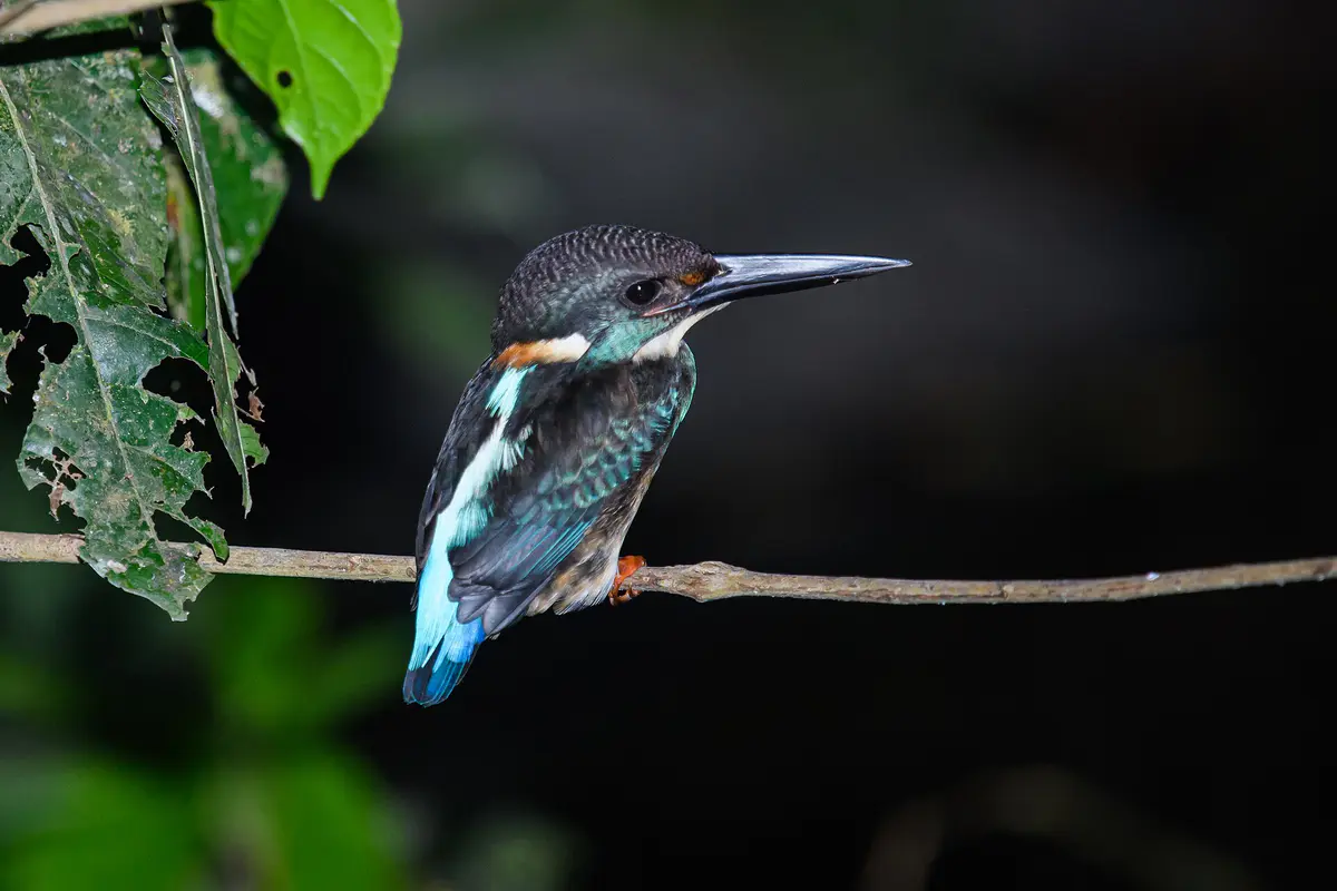Blue-banded Kingfisher