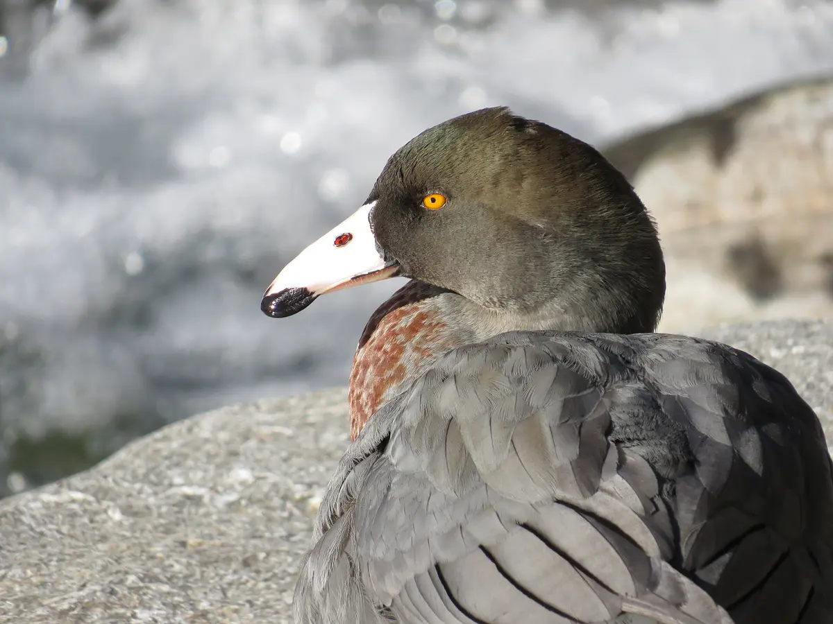 Blue Duck