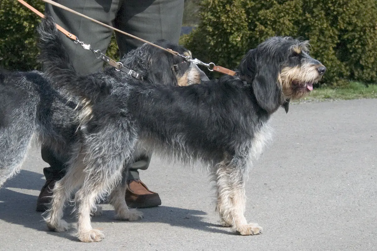 Blue Gascony Griffon