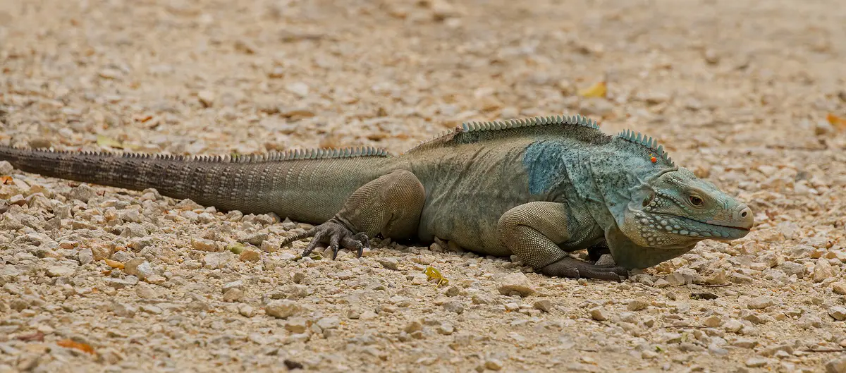 blue iguana