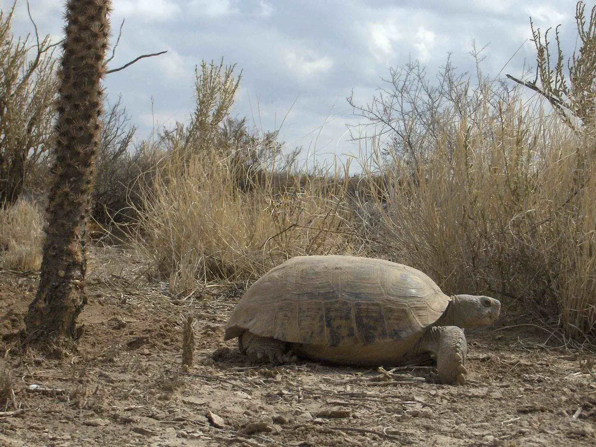 Bolson tortoise