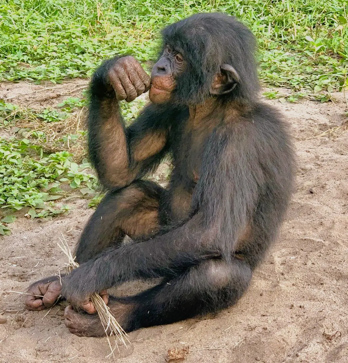 Bonobo
