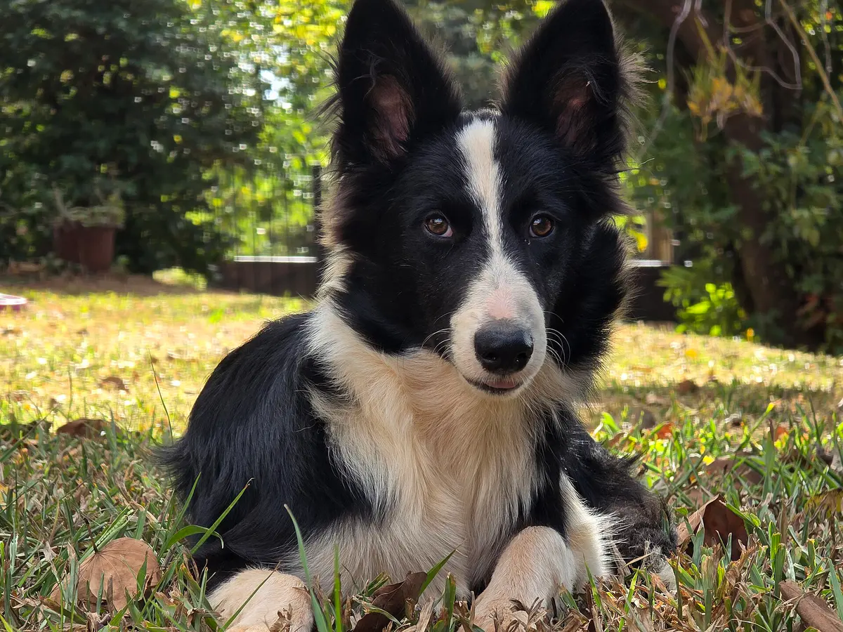 border collie