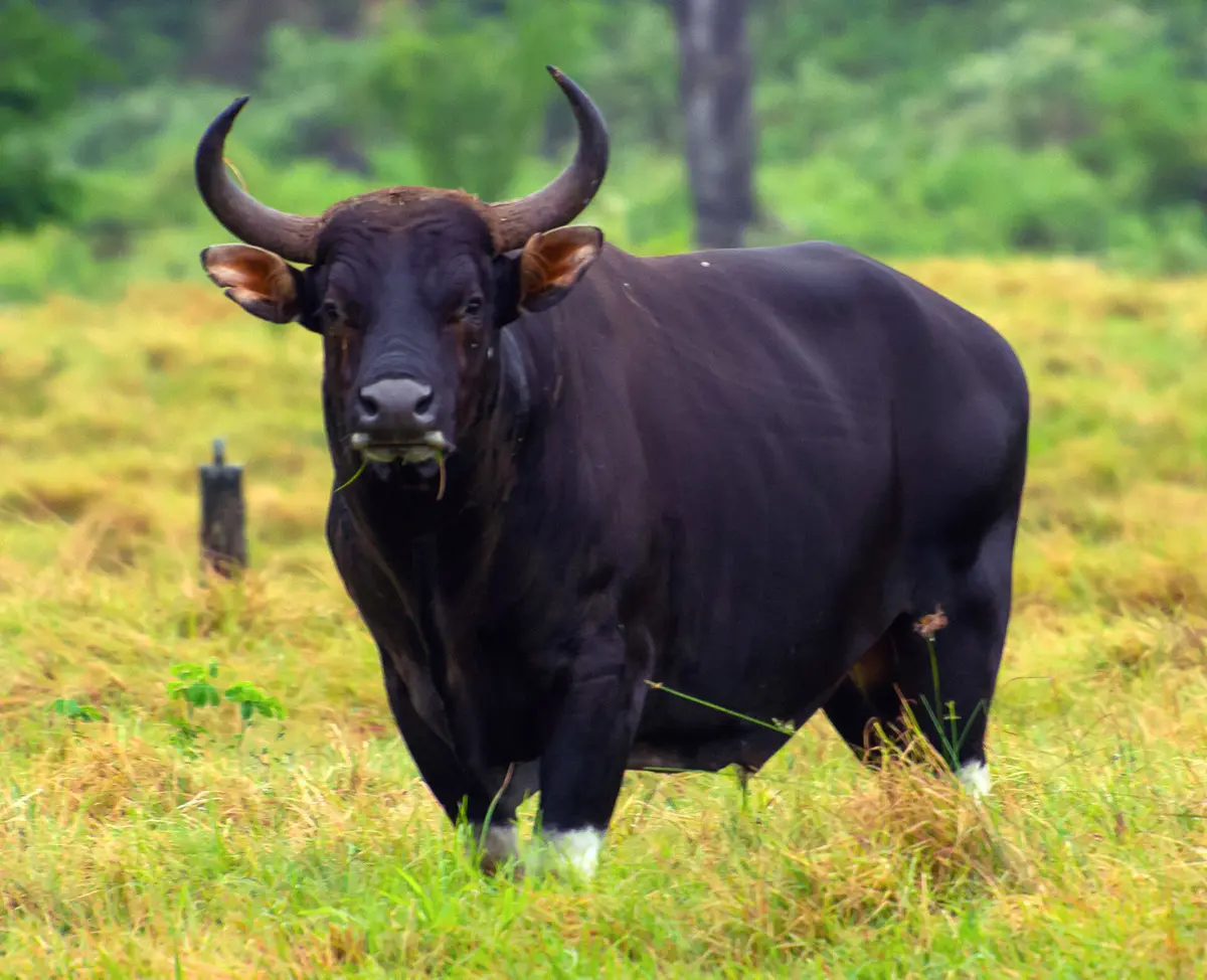Bos javanicus