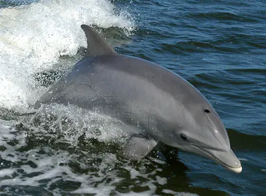 A bottlenose dolphin swimming in clear blue water