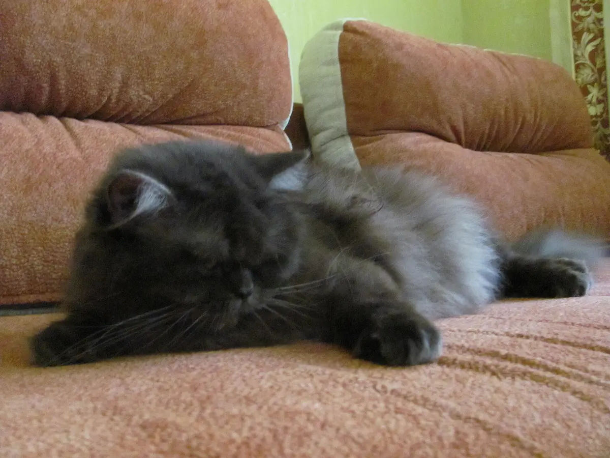 British Longhair