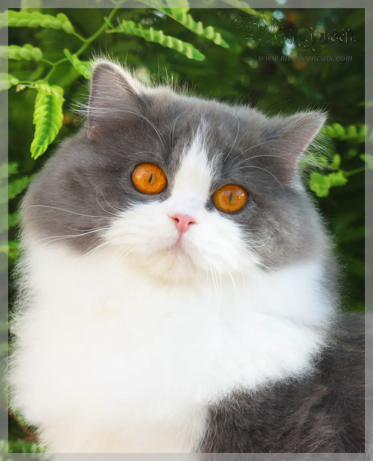 British Semi-longhair