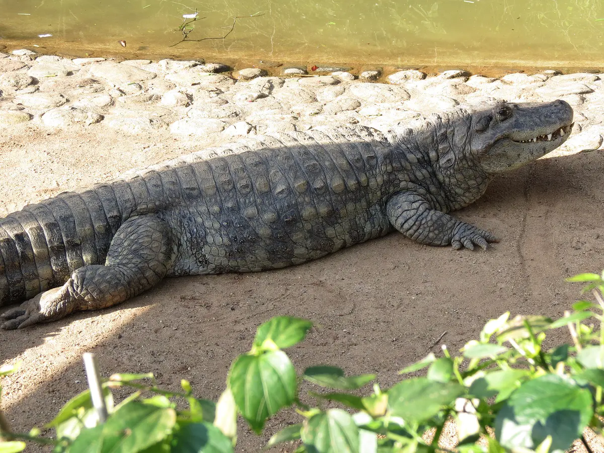 Broad-snouted caiman