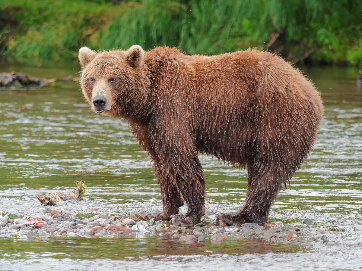 brown bear