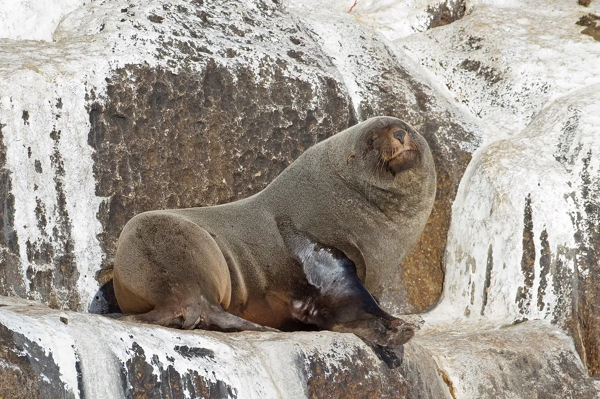 Brown Fur Seal