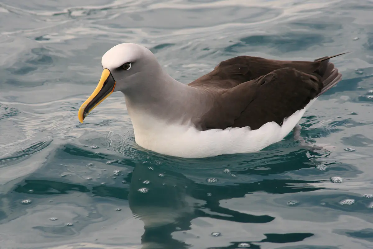 Buller's Albatross