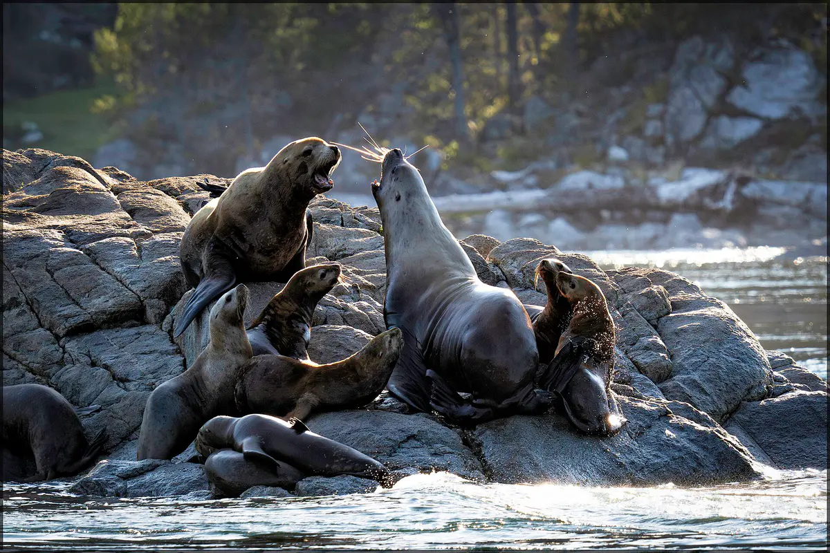 California sea lion