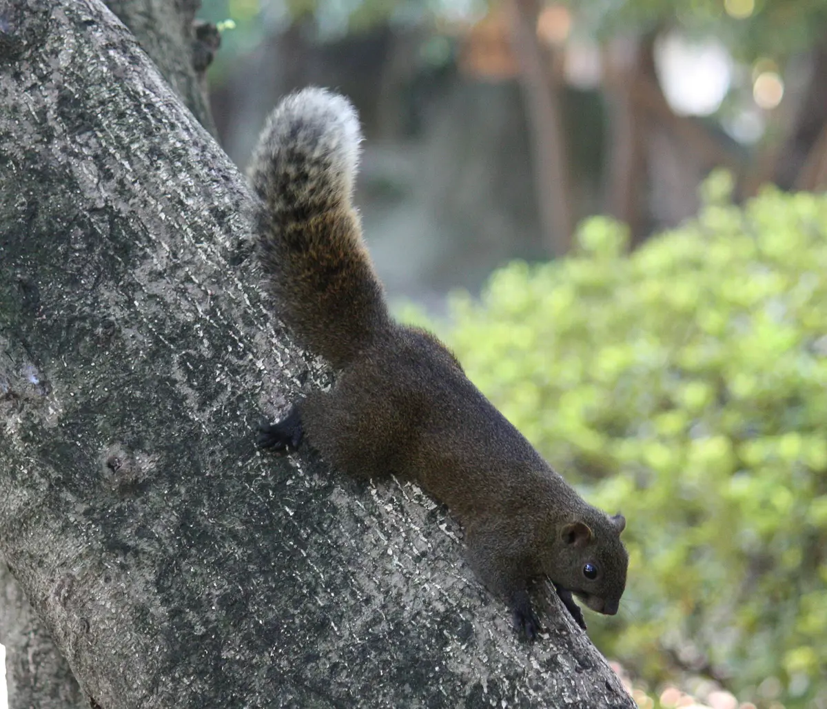 Callosciurus erythraeus