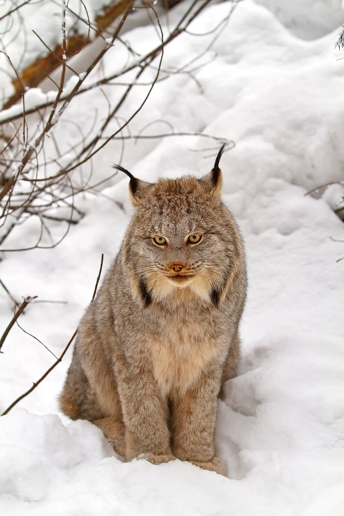 Canada lynx