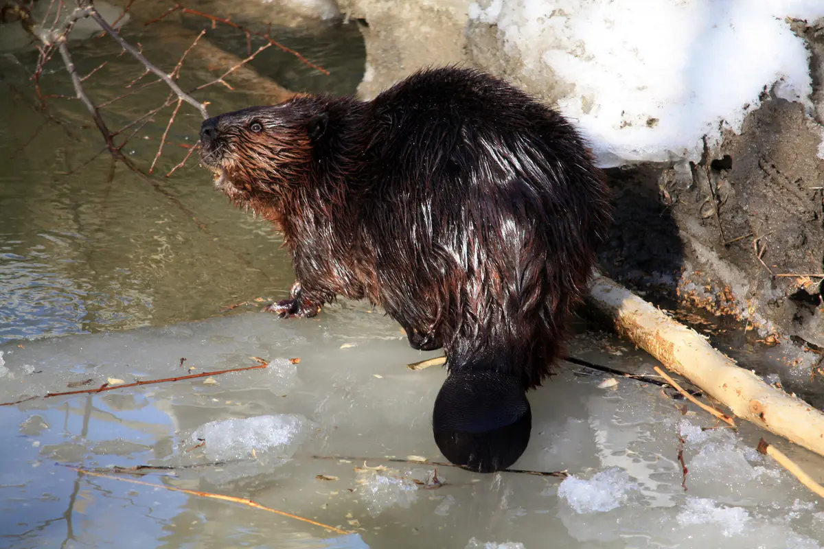 Canadian beaver