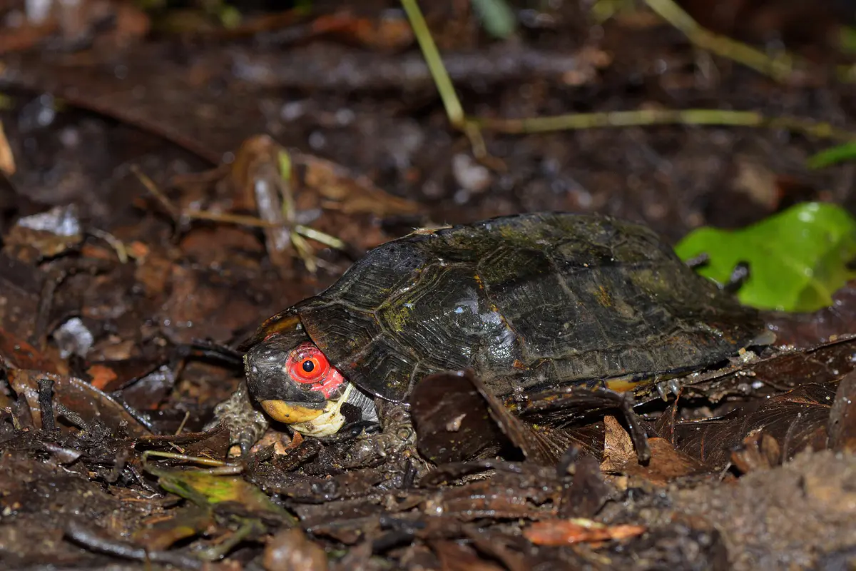 Cane turtle