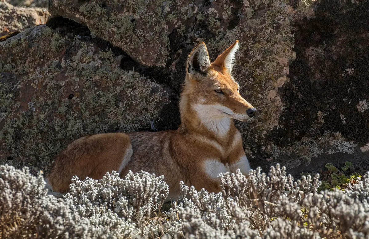 Canis simensis