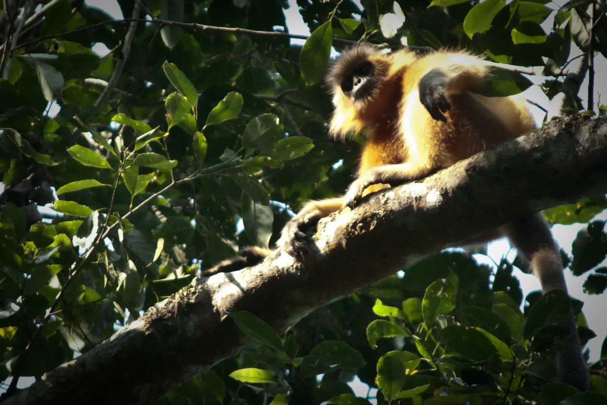 Capped langur