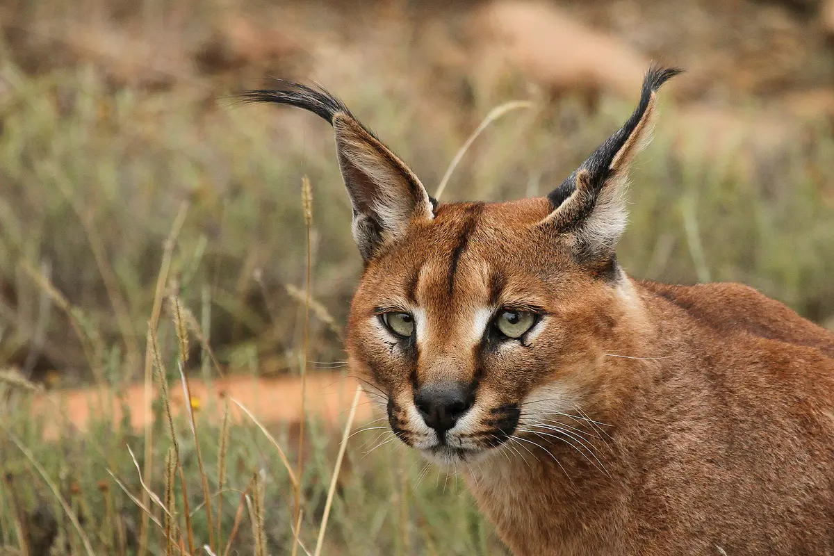 caracal