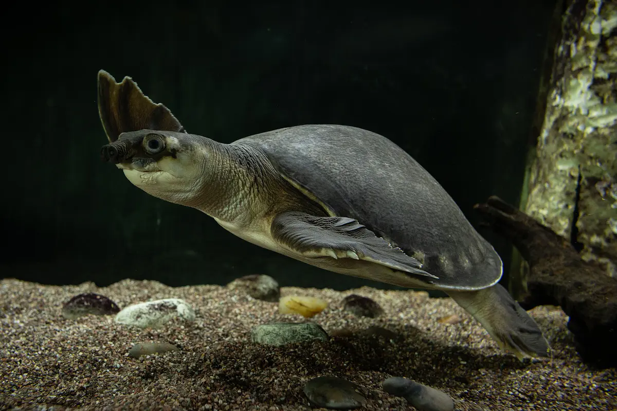 Carettochelys insculpta