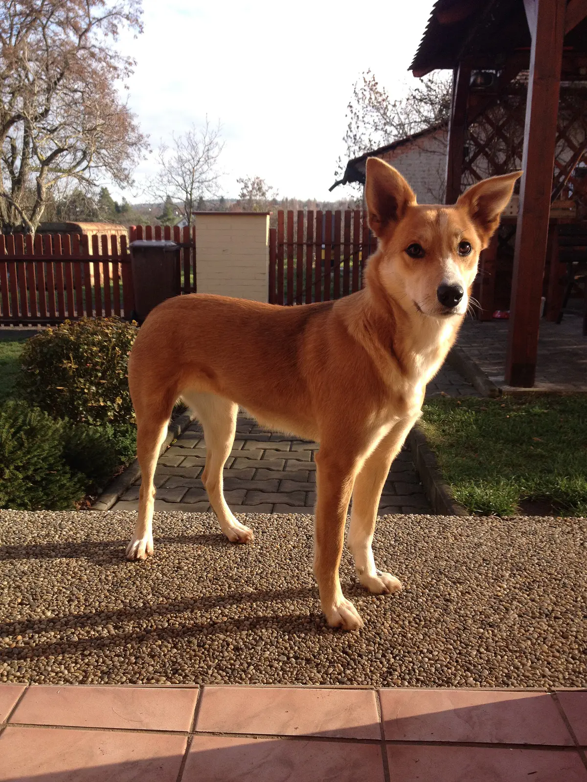Carolina Dog