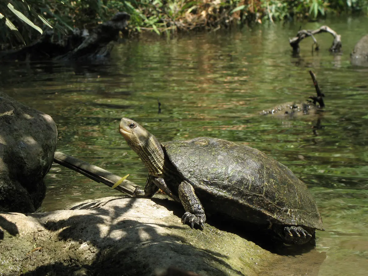 Caspian turtle