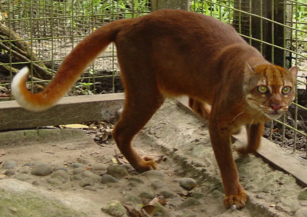 Catopuma badia
