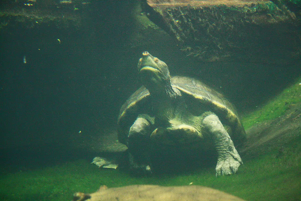 Central American river turtle