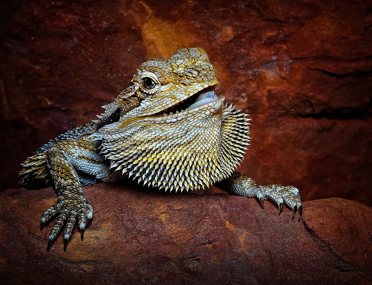 Central bearded dragon