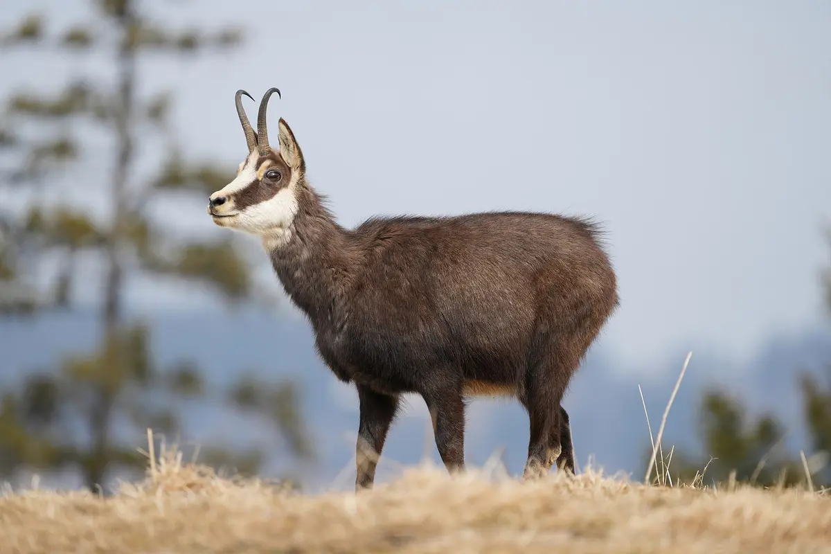 chamois