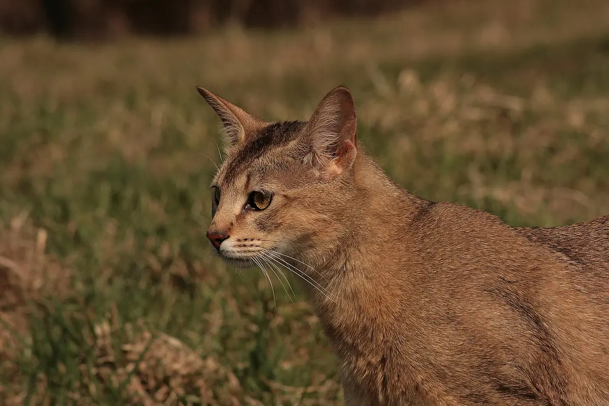 Chausie