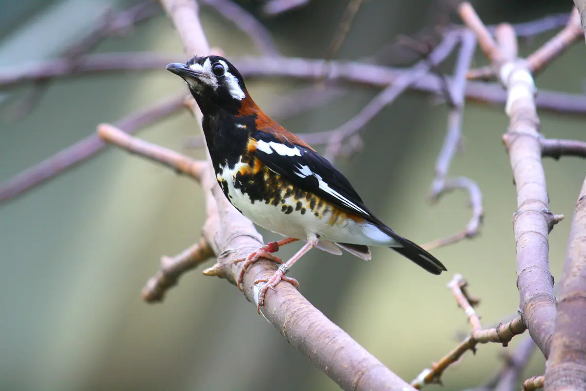 Chestnut-backed Thrush