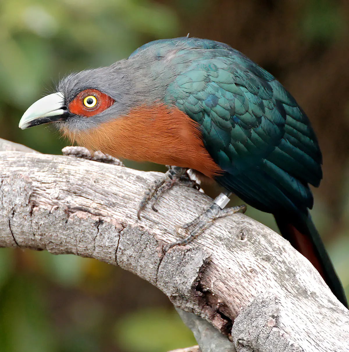 Chestnut-breasted malcoha