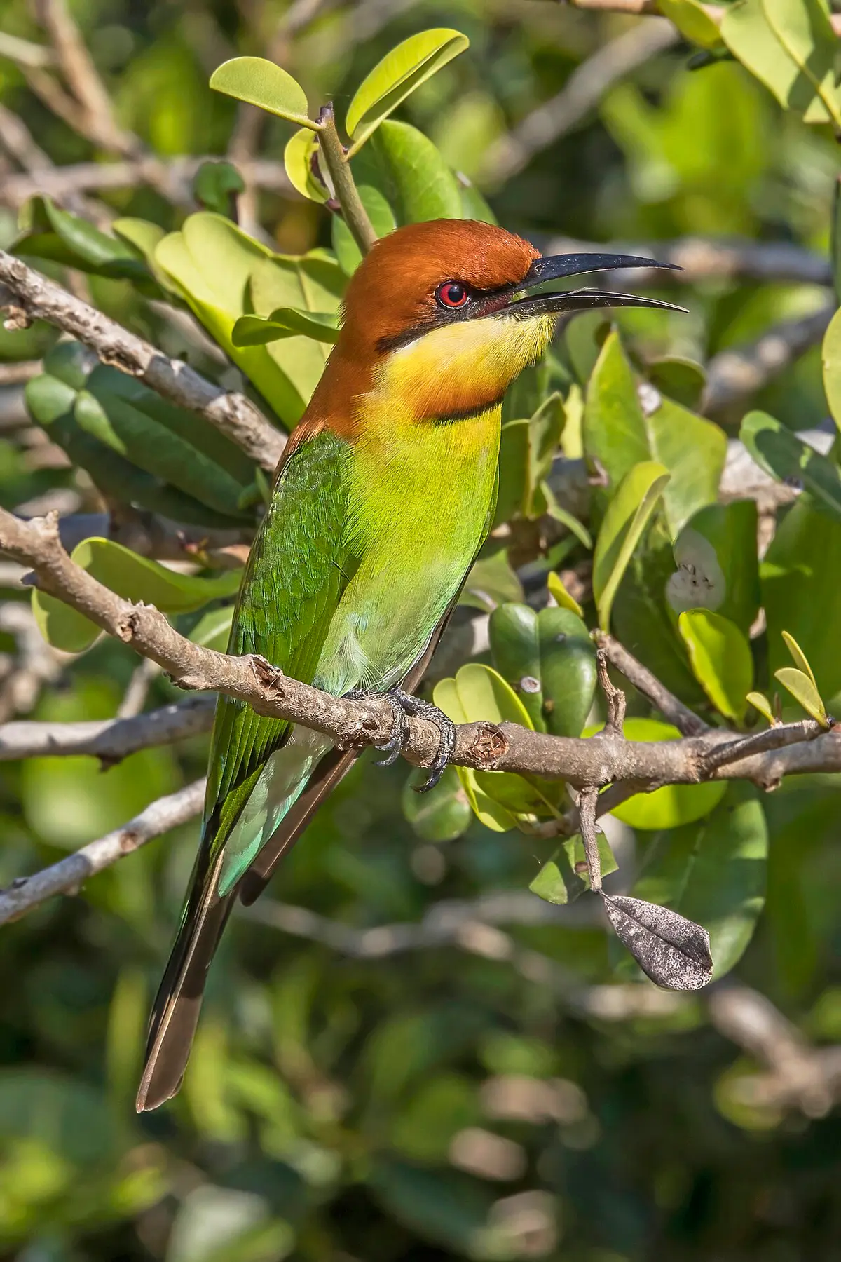 Chestnut-headed Bee-eater