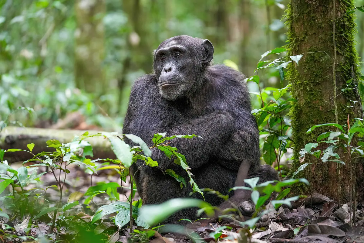 chimpanzee