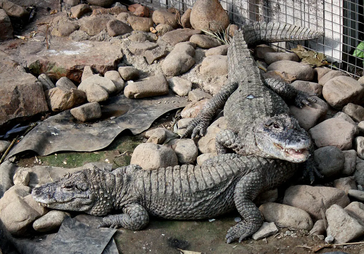 Chinese alligator