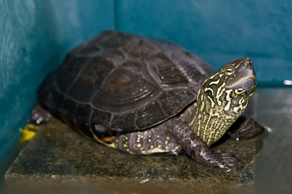 Chinese pond turtle